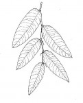 Parinari excelsa