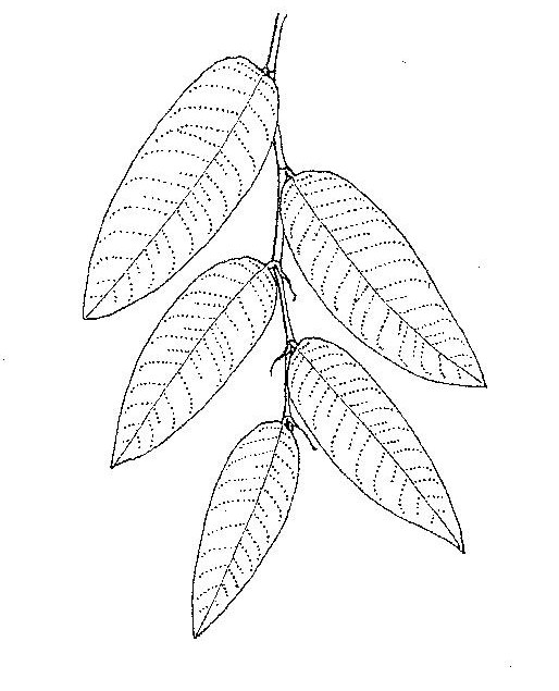 Parinari excelsa