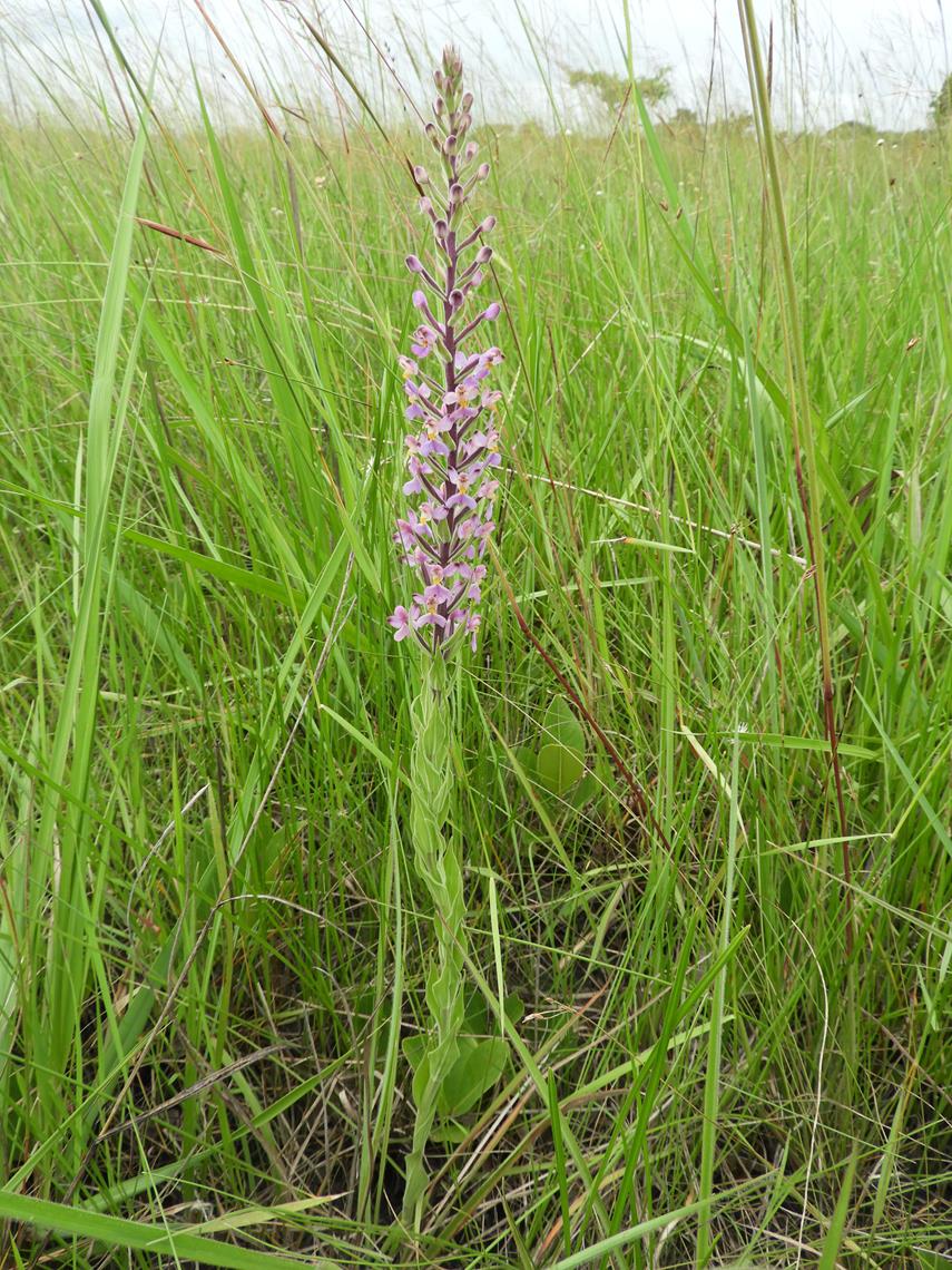 Brachycorythis pubescens