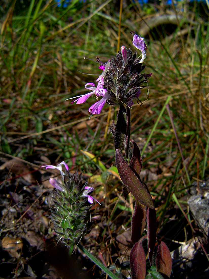 Dicliptera carvalhoi subsp. carvalhoi