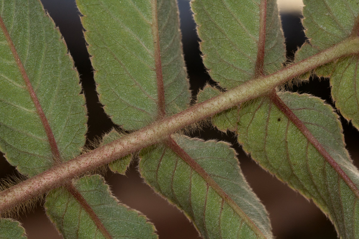 Hagenia abyssinica