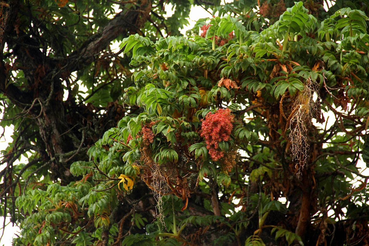 Hagenia abyssinica