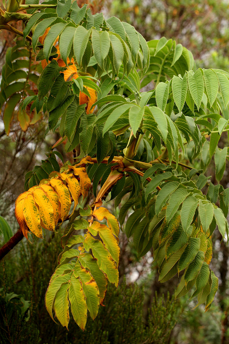 Hagenia abyssinica