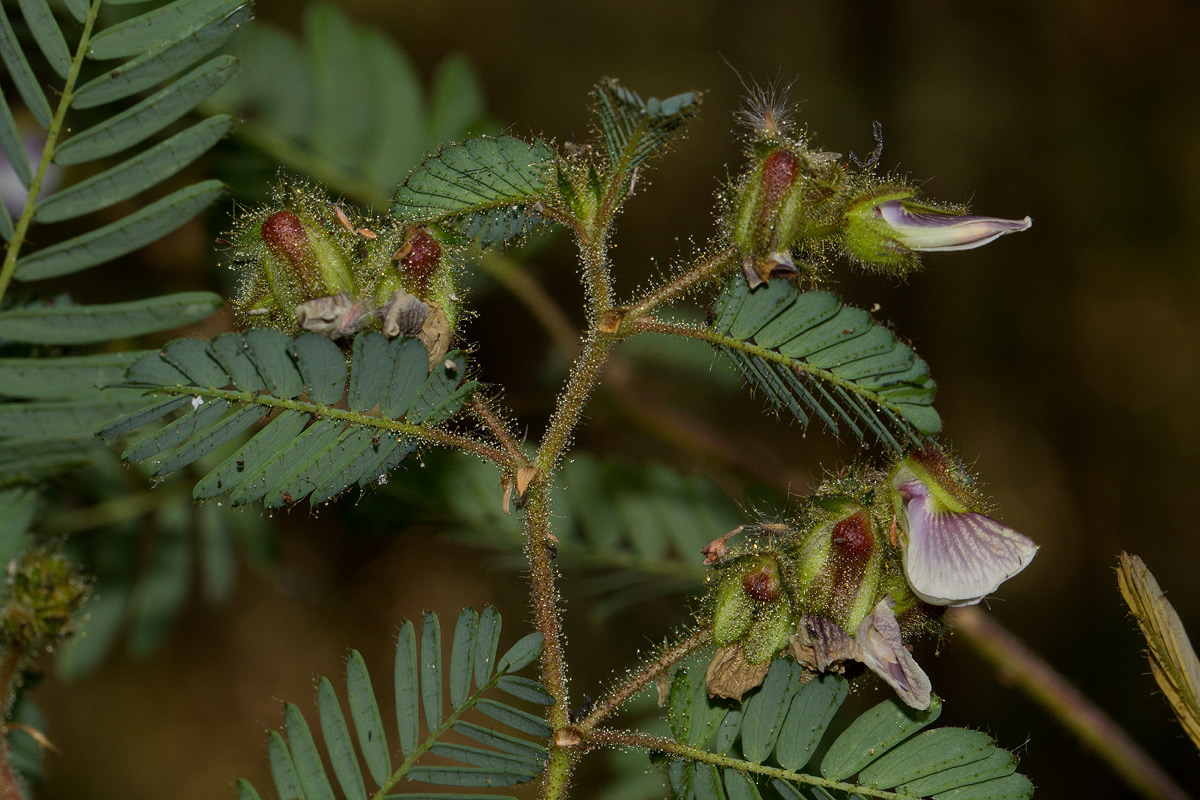 Kotschya aeschynomenoides