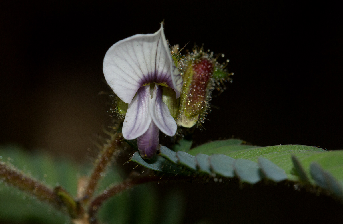 Kotschya aeschynomenoides