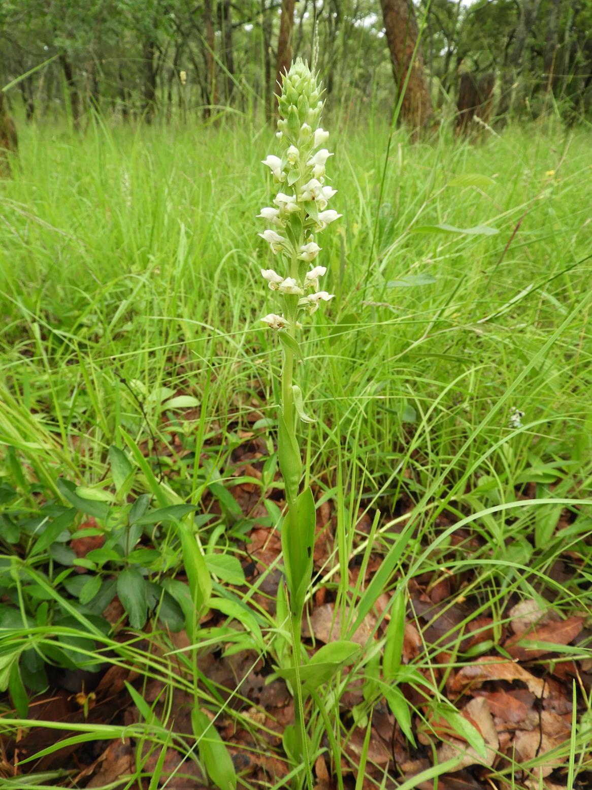 Satyrium amblyosaccos