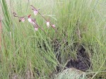 Eulophia caricifolia