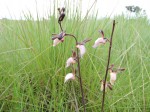 Eulophia caricifolia