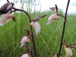 Eulophia caricifolia