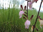 Eulophia caricifolia