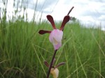 Eulophia caricifolia