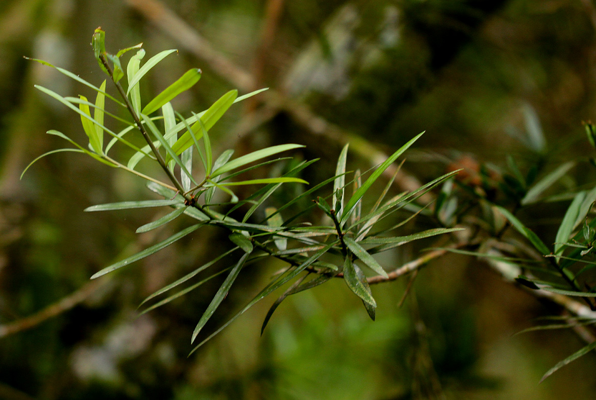 Podocarpus milanjianus