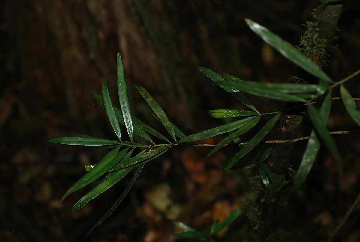 Podocarpus milanjianus