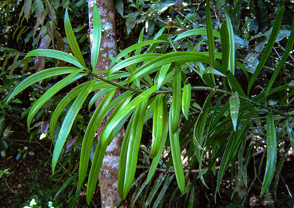 Podocarpus milanjianus