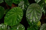 Begonia pulcherrima