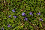 Lobelia minutula