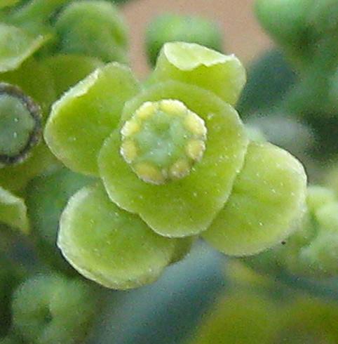 Picture of a synandrium in the flowers of Antizoma angustifolia